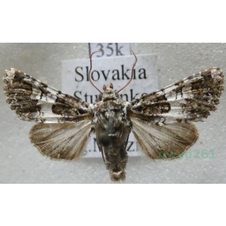 Hadena compta (Denis & Schiffermüller, 1775) Ponocnica udatnica Slovakia35k